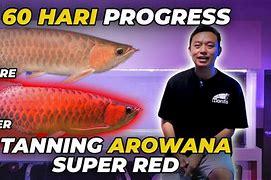 Demo Arowana Rupiah Hari Ini